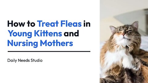 3 Ways to Treat Fleas in Young Kittens and Nursing Mothers | Daily Needs Studio