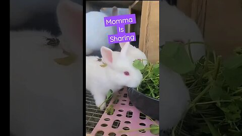Momma Bunny Sharing