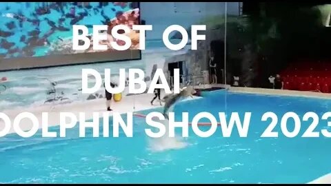 Best of the Dubai Dolphin Show (Best Clips from Full Show) 2023