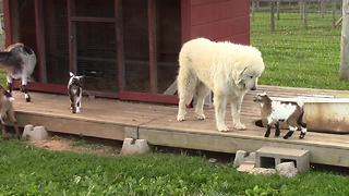 Adorable compilation of playful baby goats