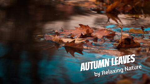 Autumn Leaves - 60 minutes of Beautiful, Relaxing Nature Music for Study, Work, Meditation, Sleep