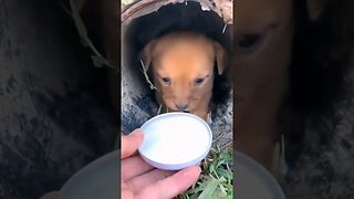 Cute Puppy ❤ #Short #shortspetsvideos