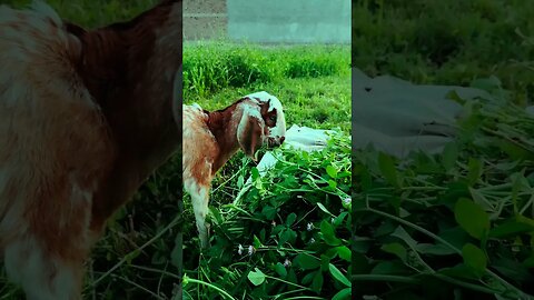 Goat Riding in village life