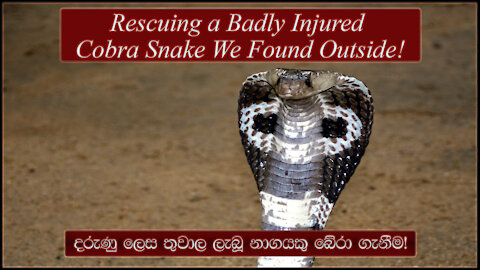 Rescuing a Badly Injured Cobra Snake!