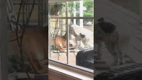 Deer Grooms Dog as the Two Enjoy Rainy Weather