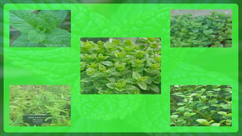 1. Mint helps relieve fever and headache (Mentha spicata)