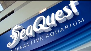 Citation issued as SeaQuest remains under investigation