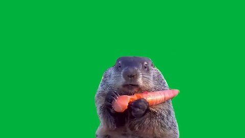 Groundhog Eating Stolen Crops Green Screen