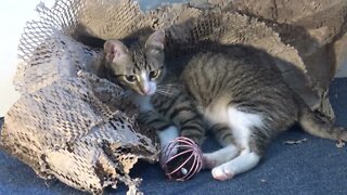 Cute Little Cat Plays With Toy