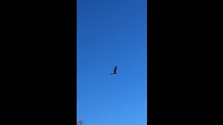 Bald Eagle flies over while I’m deer hunting