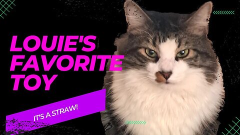 This Cat's Favorite Toy? A Plastic Straw!
