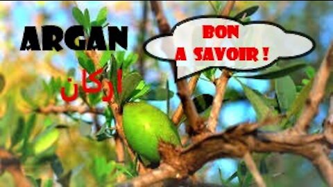 ARGAN | ARGANIA SPINOSA | ARGANE | اركان