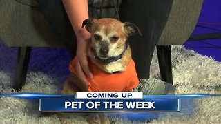 Meet our 23ABC Pet of the Week, Dallas!