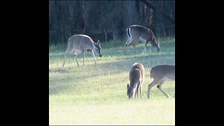 Deer in the Field