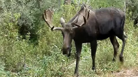 Can't get much closer than that! BULL MOOSE!