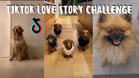 LOVE STORY CHALLENGE❤️️🐶❤️️| CUTE DOGS TIKTOK COMPILATION