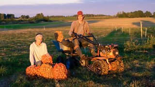 Harvesting Potatoes with Two Wheel MINI Tractor