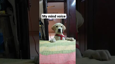 Mind voice #shorts #dog #standupcomedy