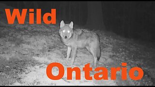 Wild Ontario - Hunting Fox and Coyote