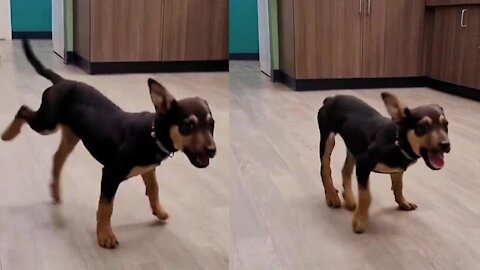 Black funny dog dancing amazing video 2021😆😆