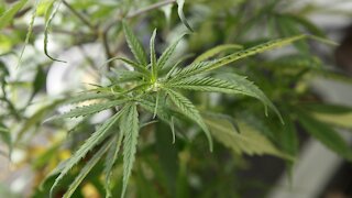 Morocco Pursues Legalizing Medical Marijuana