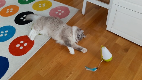 Cat excited about new interactive toy