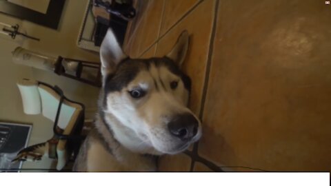the most devoted husky! very cute video....