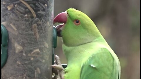 Beautiful Parrots in the Park