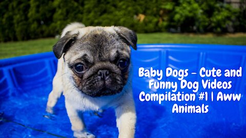 Baby Dogs - Dog Videos Compilation