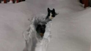Corgi leaves house and sinks in snow!