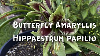 Butterfly Amaryllis (Hippaestrum papilio)