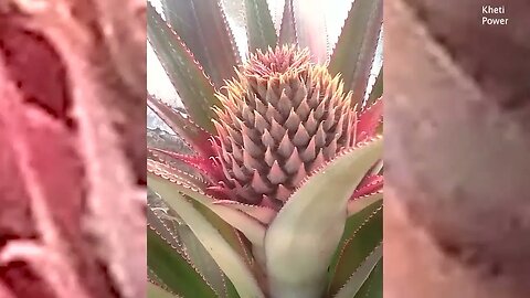 How to ananas grow | अनानास कैसे बढ़ते हैं | Kheti Power