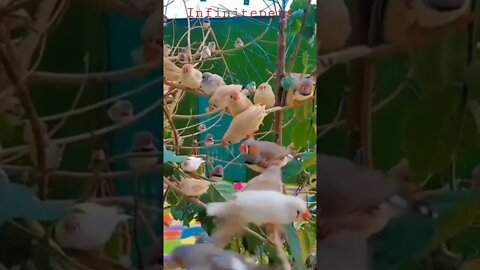 😍 😎 Amezing Birds #Shorts #Entertainment #Funnyvideo #Infinitepets