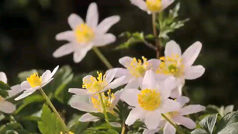 1:05/1:46 Flowers can dance!!! Amazing Nature/Beautiful Blooming Flowers Time Lapse Video