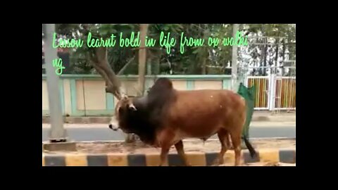 What lesson learn ox walking beside the street,#Shorts,#Ox,#Animal,#what, #lesson, #street, #walking