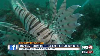 Growing lionfish population threatening to crowd out the native species in Florida waters