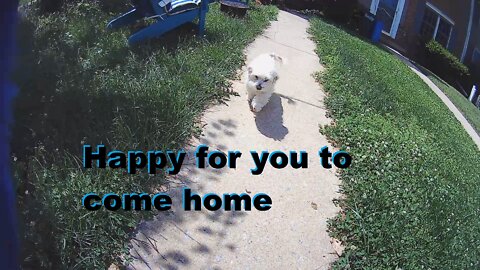 Cute dog greets owner every day when he comes home on motorcycle