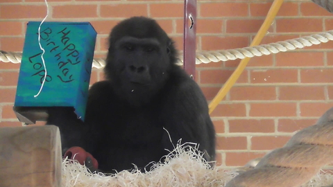 Gorilla hides from his own birthday party