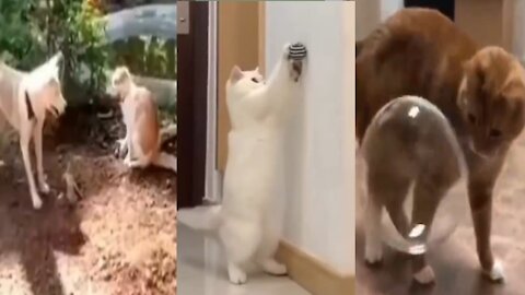 cat comedy video #CatShort #Shortrumble