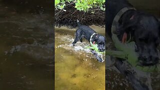 Canal Rodeo With Otto My Iguana Dog