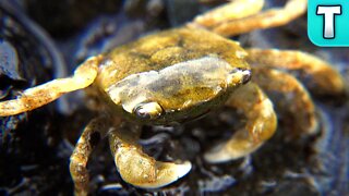 The Life of a Tiny Crab | Nature Relaxation
