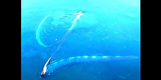 ‘Incredibly rare’ Oarfish spotted at Opal Reef, video stuns people