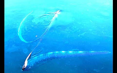 ‘Incredibly rare’ Oarfish spotted at Opal Reef, video stuns people