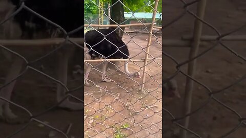 #ostrich #birds #zoo #subscribe #viral #trending #ytshorts #support #beautiful #shorts #short #share