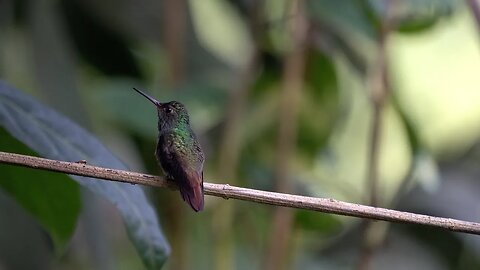 CatTV: Take your Cat To Belize: hummingbird on a wire