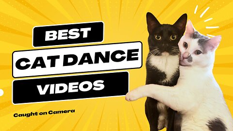 Cat Dance Supercut | More Action Than Your Grandma's Couch | Wait What? What Does That Mean?! | S&B