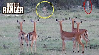 Young Cheetahs Looking For Food | Lalashe Maasai Mara Safari