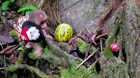 Baby monkeys go to pick fruit and take the ducklings on a cruise