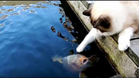 Friendship between cat and fish going strong after five years