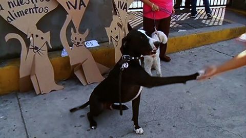 Dogs Protest Tax On Pet Food